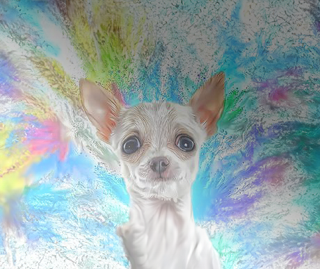 Alan Foxx DOGS - Chihuahua Precious by Alan Foxx - PoP x HoyPoloi Gallery